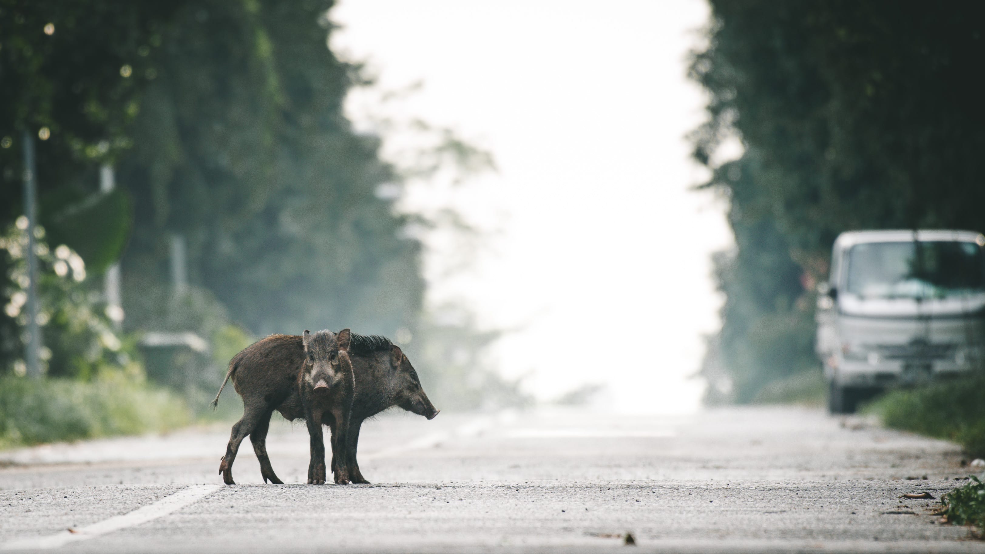 A photograph of a pair of wild boars on a paved vehicular road